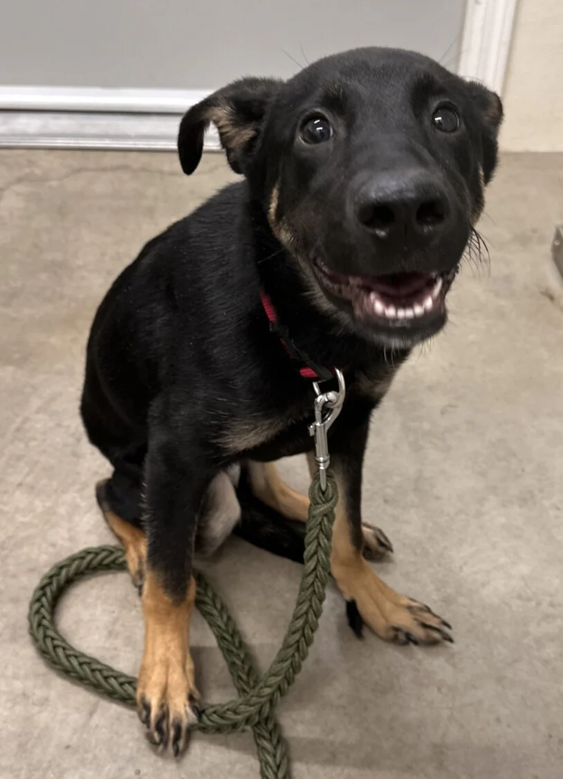 A day of care for an animal in Abbotsford - Image 3