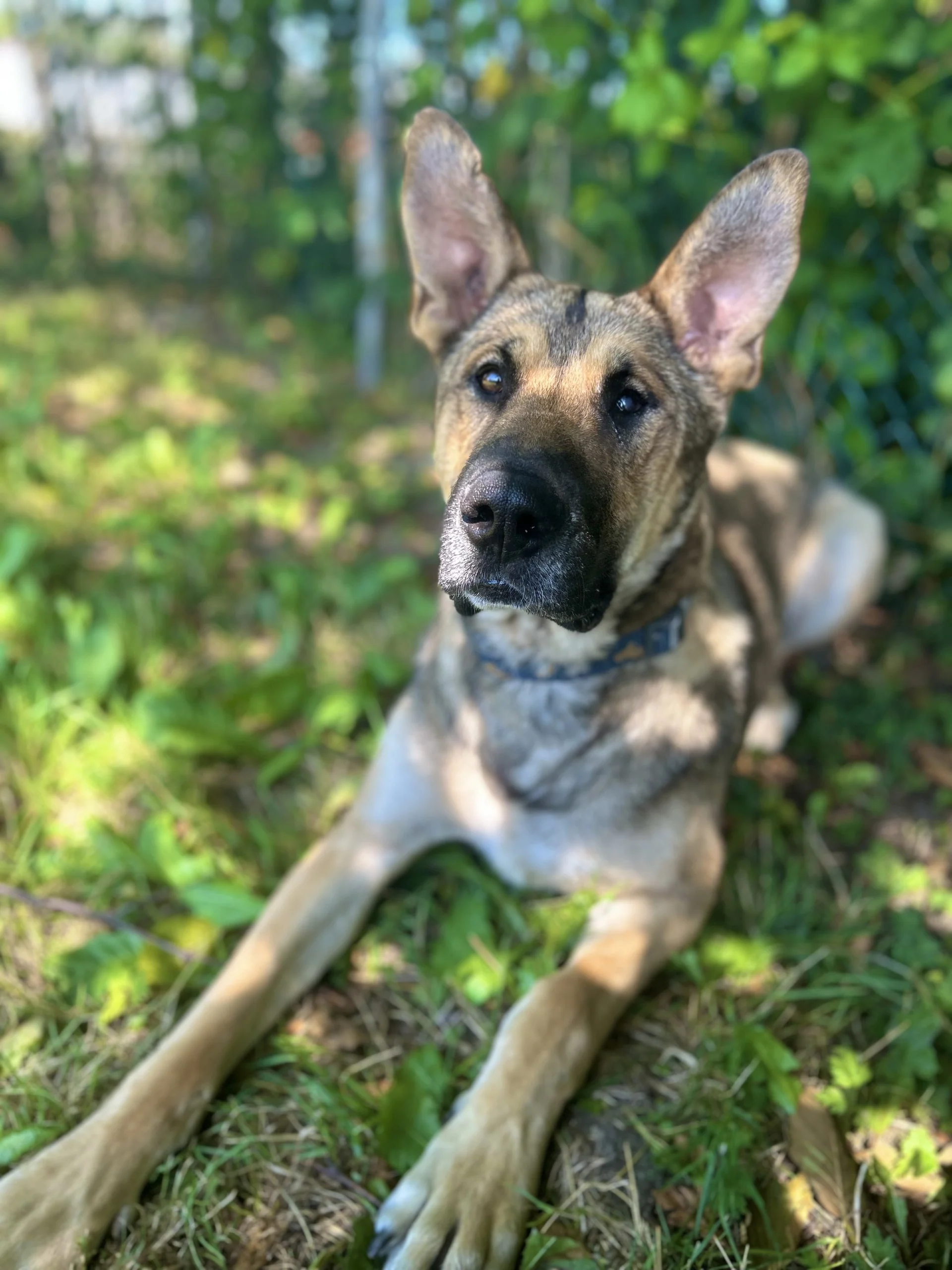 A day of care for an animal in Burnaby - Image 3