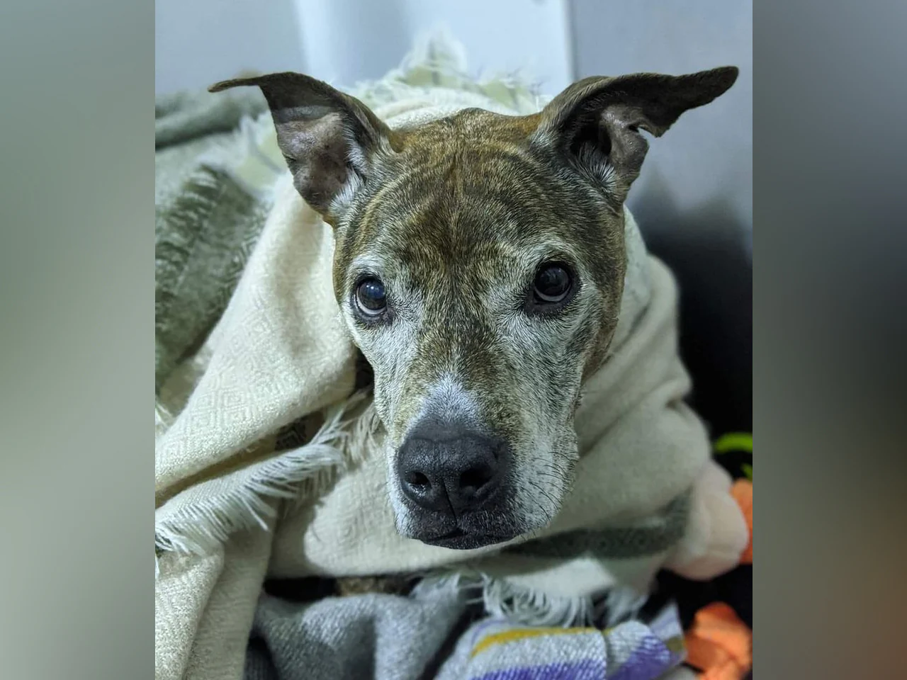 A day of care for an animal in Victoria - Image 3