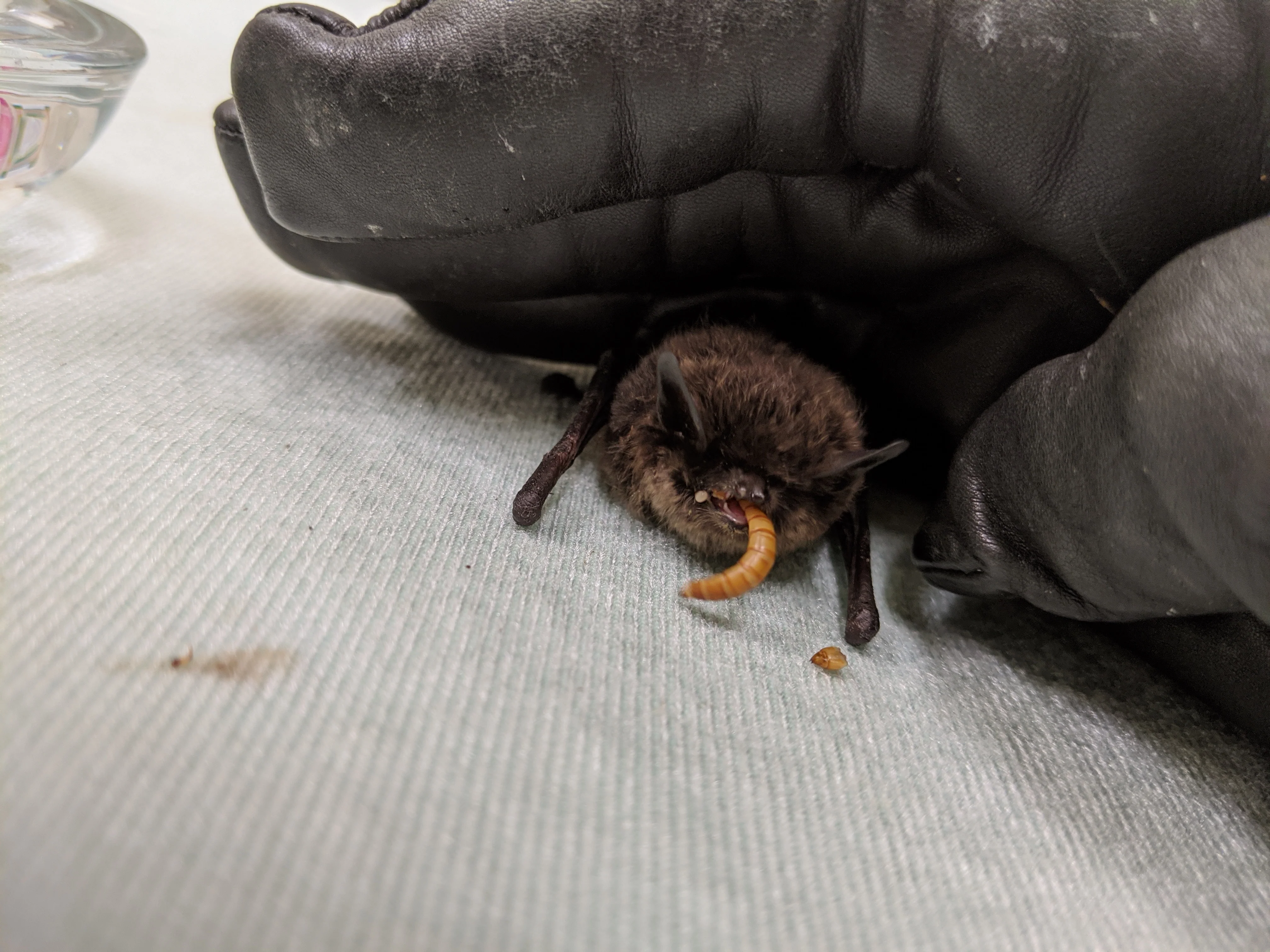 Adopt a bat | Symbolic adoptions - Image 3