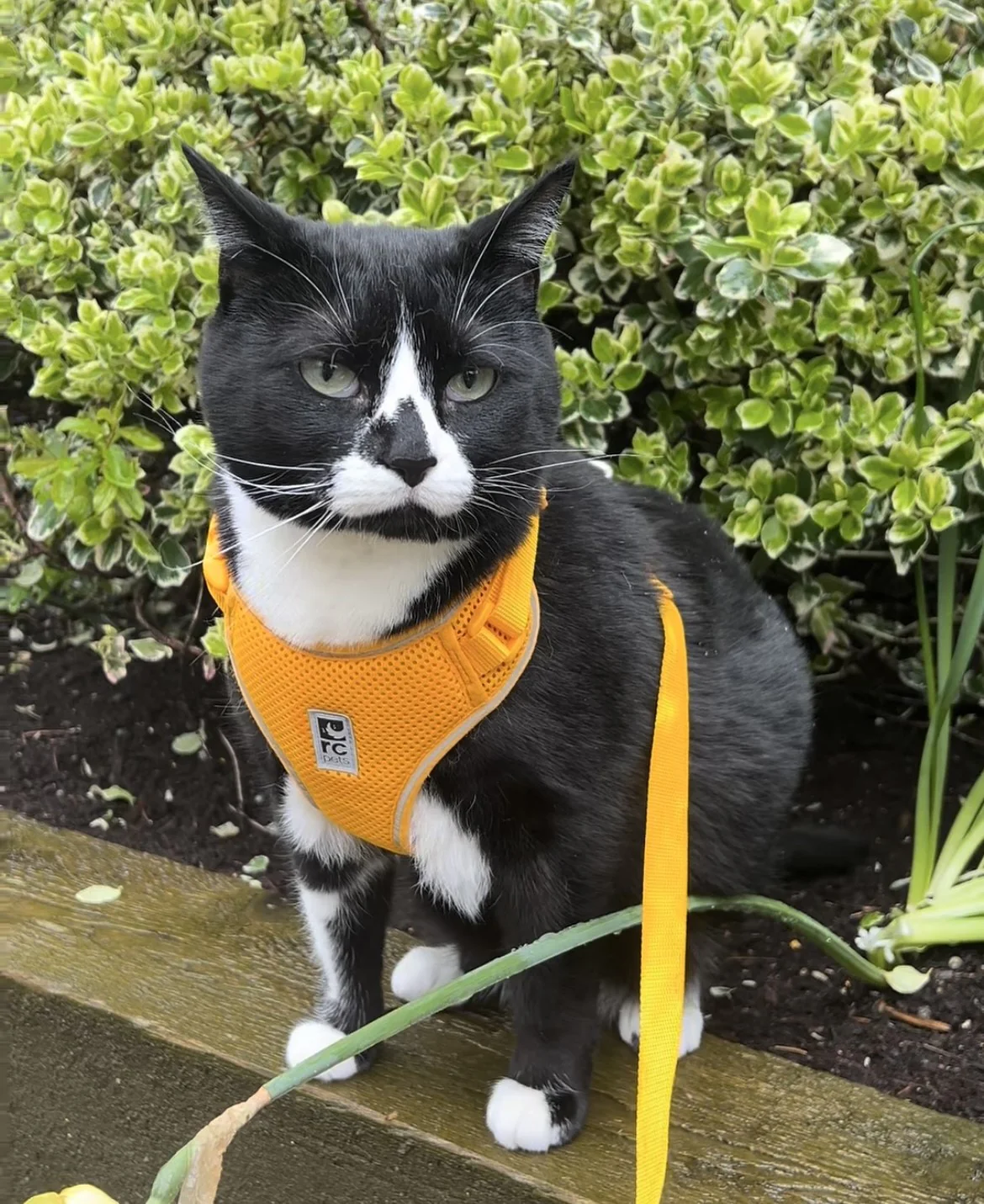Adventure Kitty Harness - Image 3