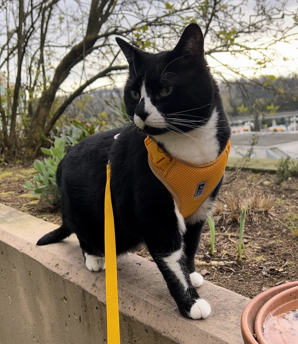 Adventure Kitty Harness - Image 4