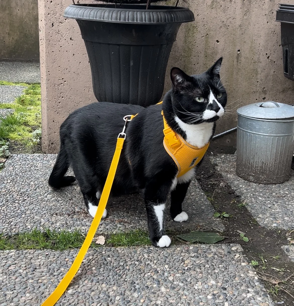 Adventure Kitty Harness - Image 5