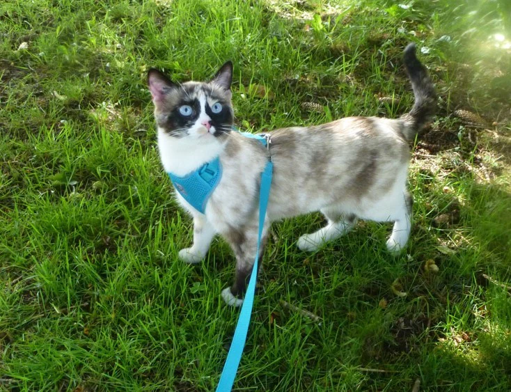 Adventure Kitty Harness - Image 6