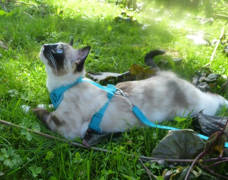 Adventure Kitty Harness - Image 7