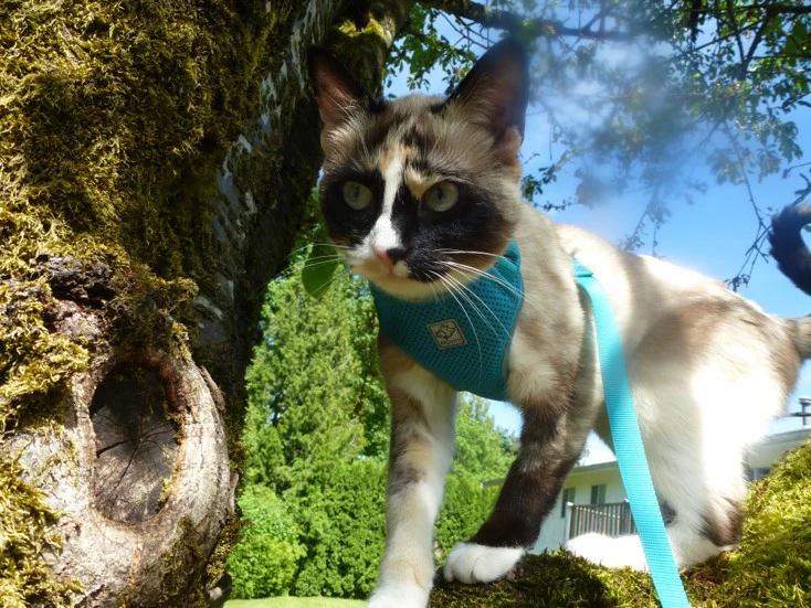Adventure Kitty Harness - Image 8