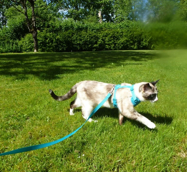 Adventure Kitty Harness - Image 9