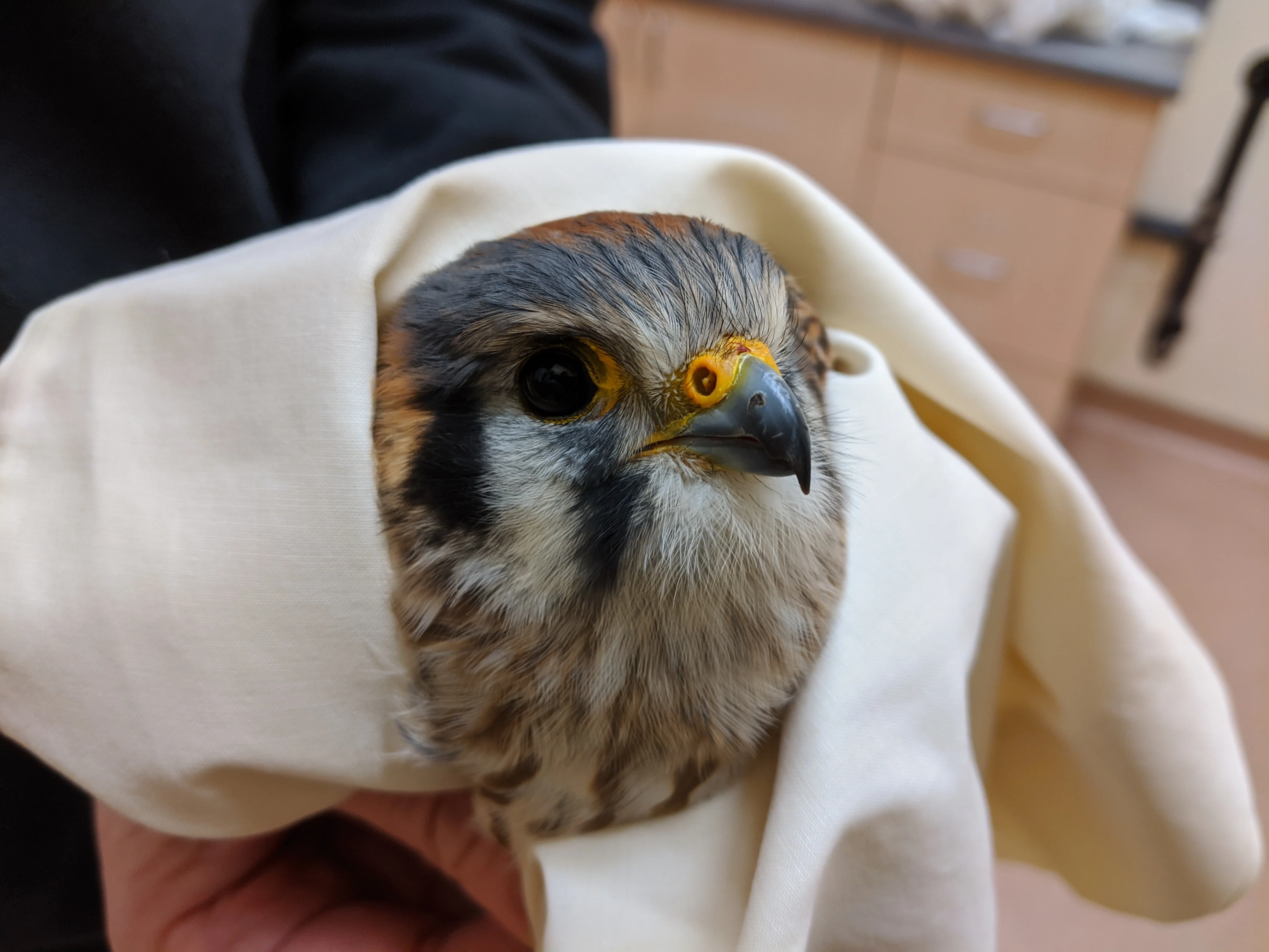 Buy Me Dinner! Support the care of a wild patient - Image 4