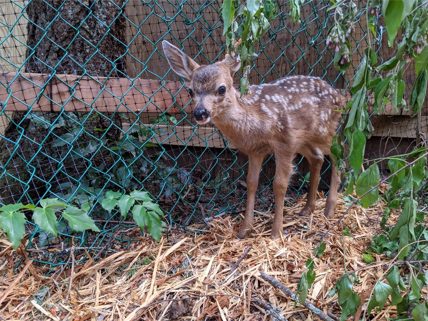 Buy Me Dinner! Support the care of a wild patient - Image 5