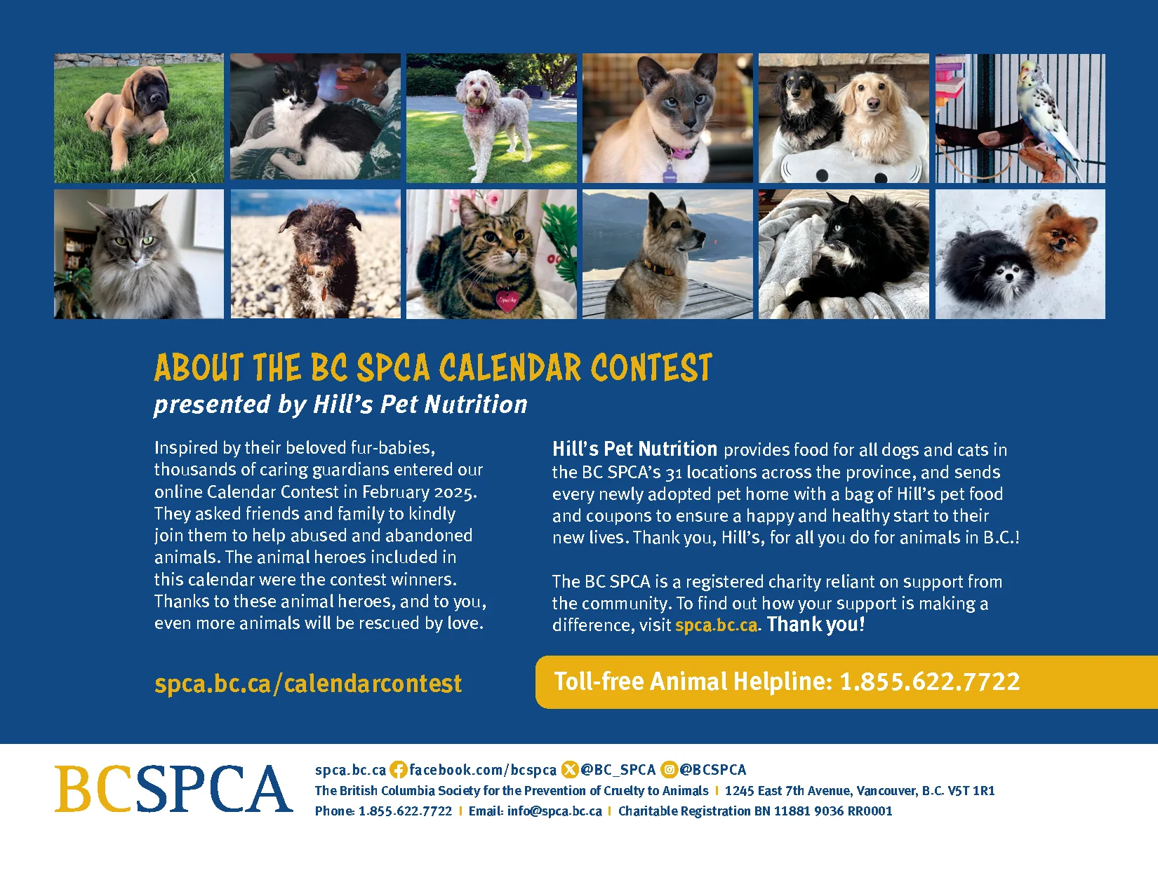 BC SPCA Calendar - Image 18