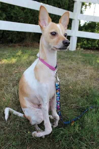 Broken limb (cat or dog) - xrays, setting, casting & follow up - Image 3