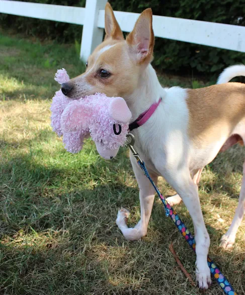 Broken limb (cat or dog) - xrays, setting, casting & follow up - Image 4