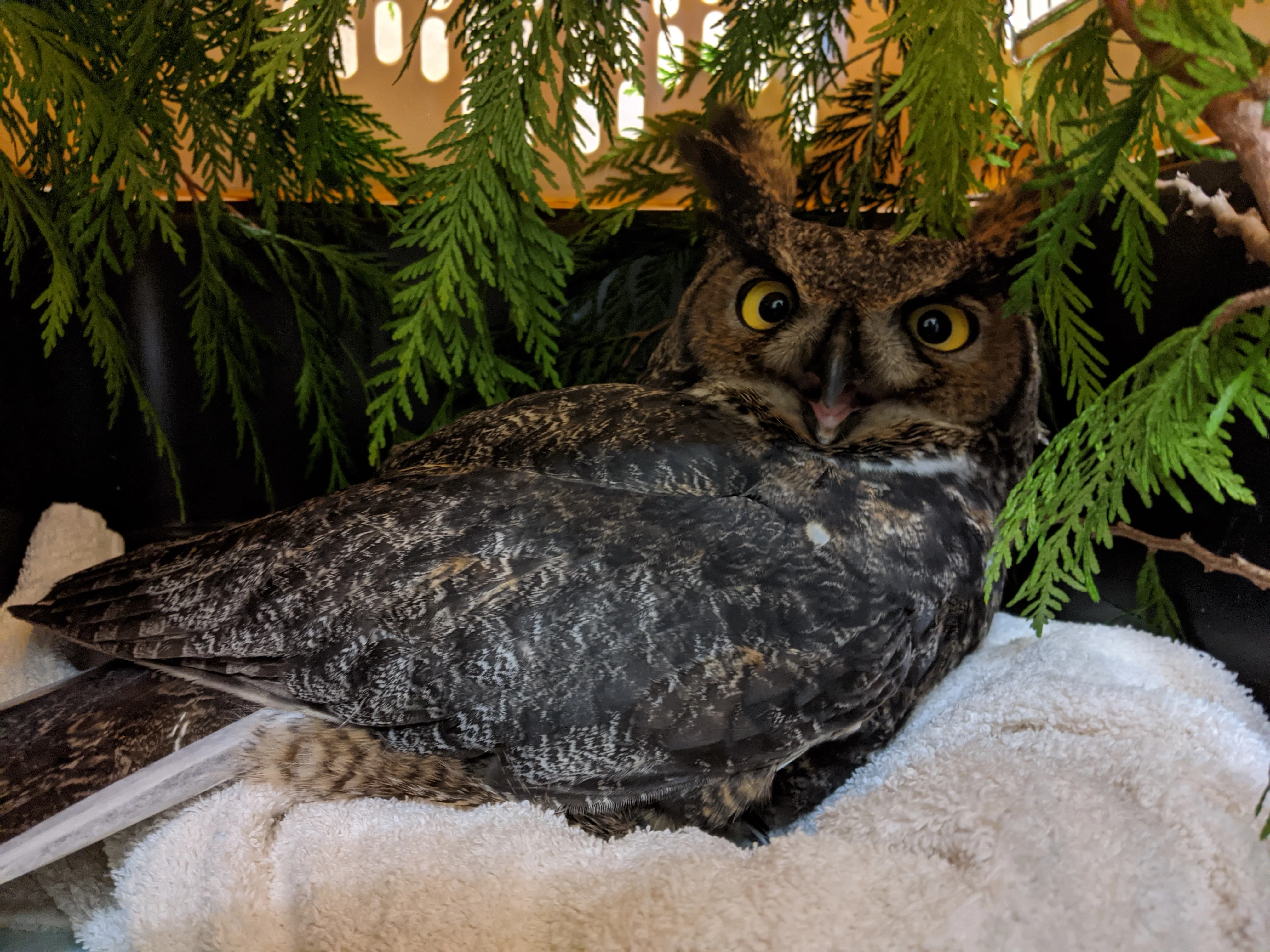 Buy Me Dinner! Owl - Image 3