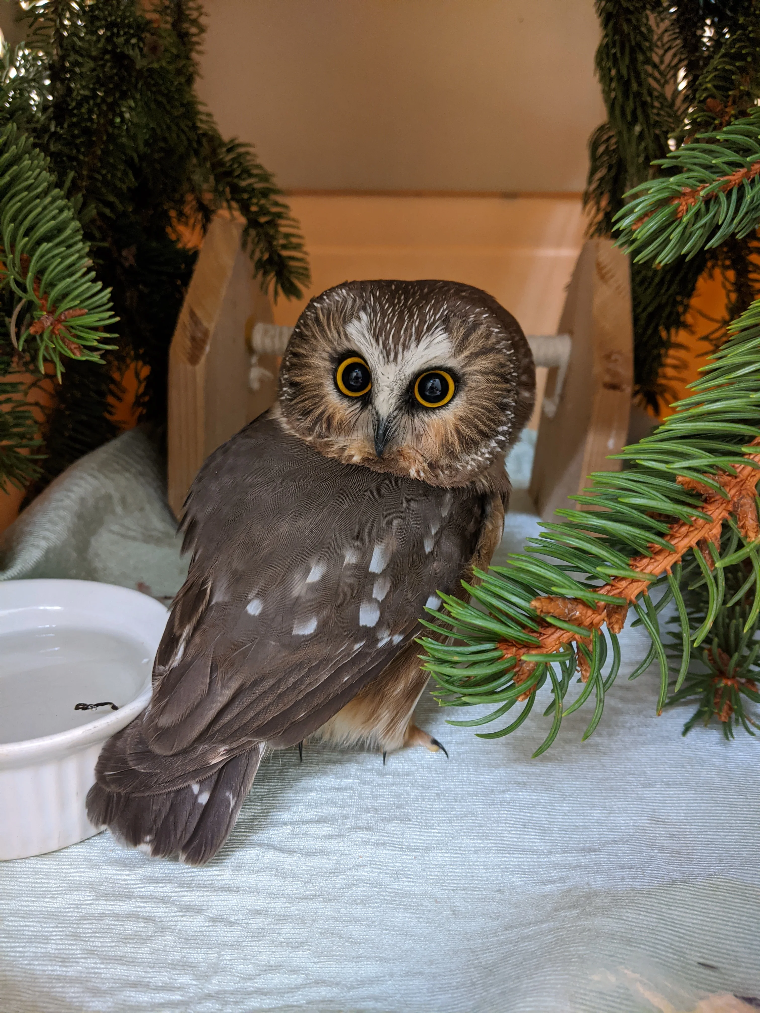 Buy Me Dinner! Owl - Image 4