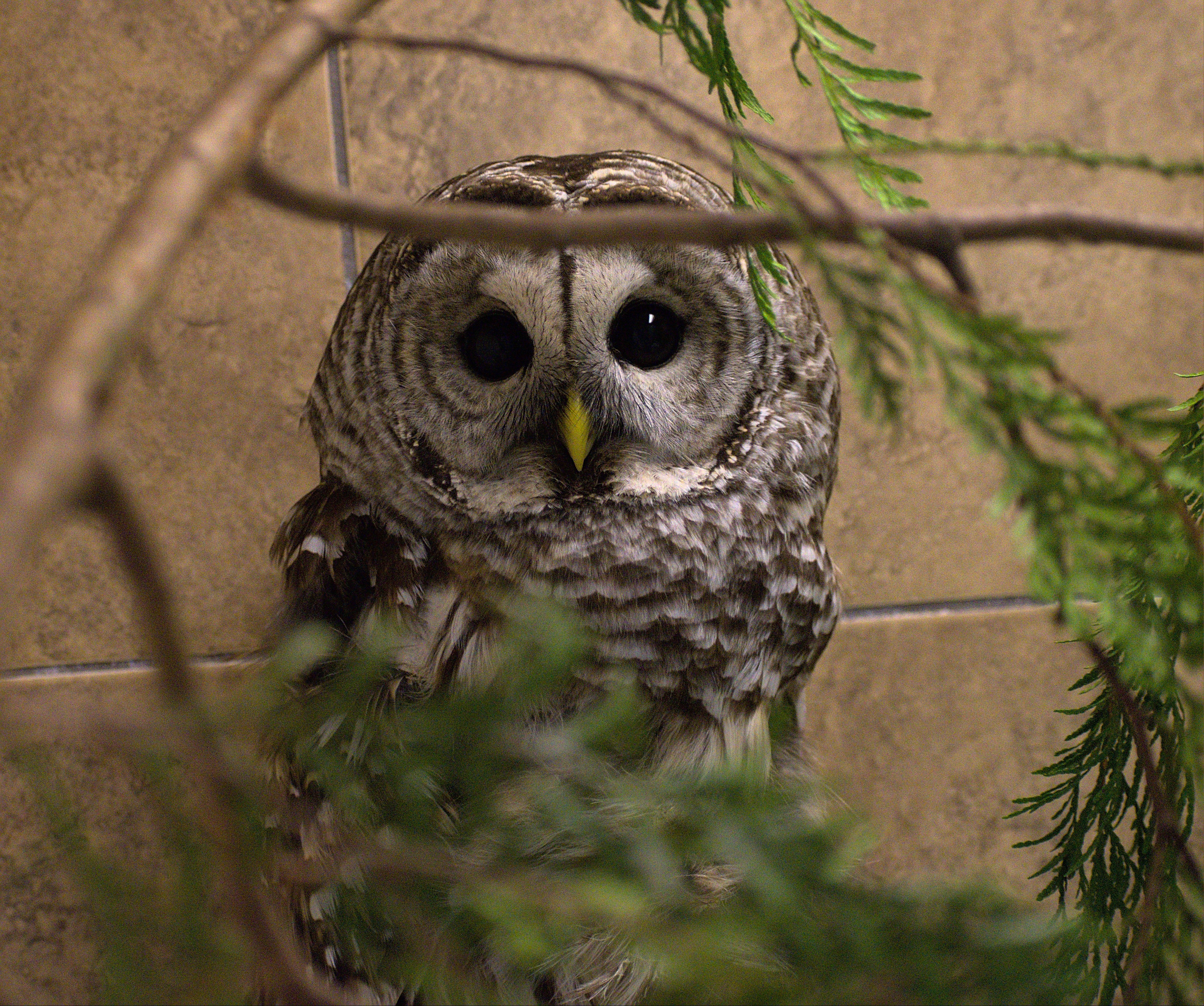 Buy Me Dinner! Owl - Image 5