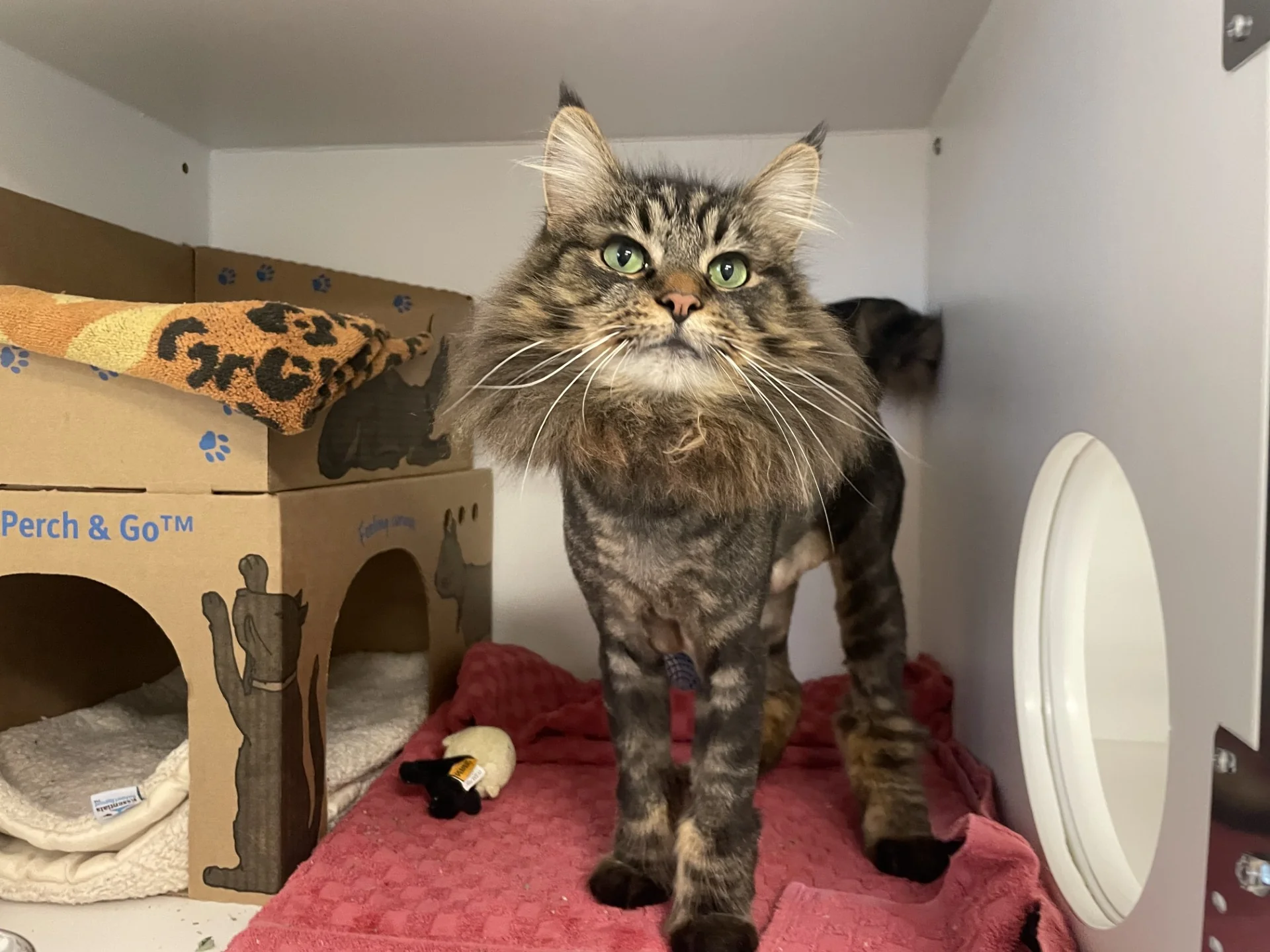 Cat - 1 Day of Shelter & Love - Image 3