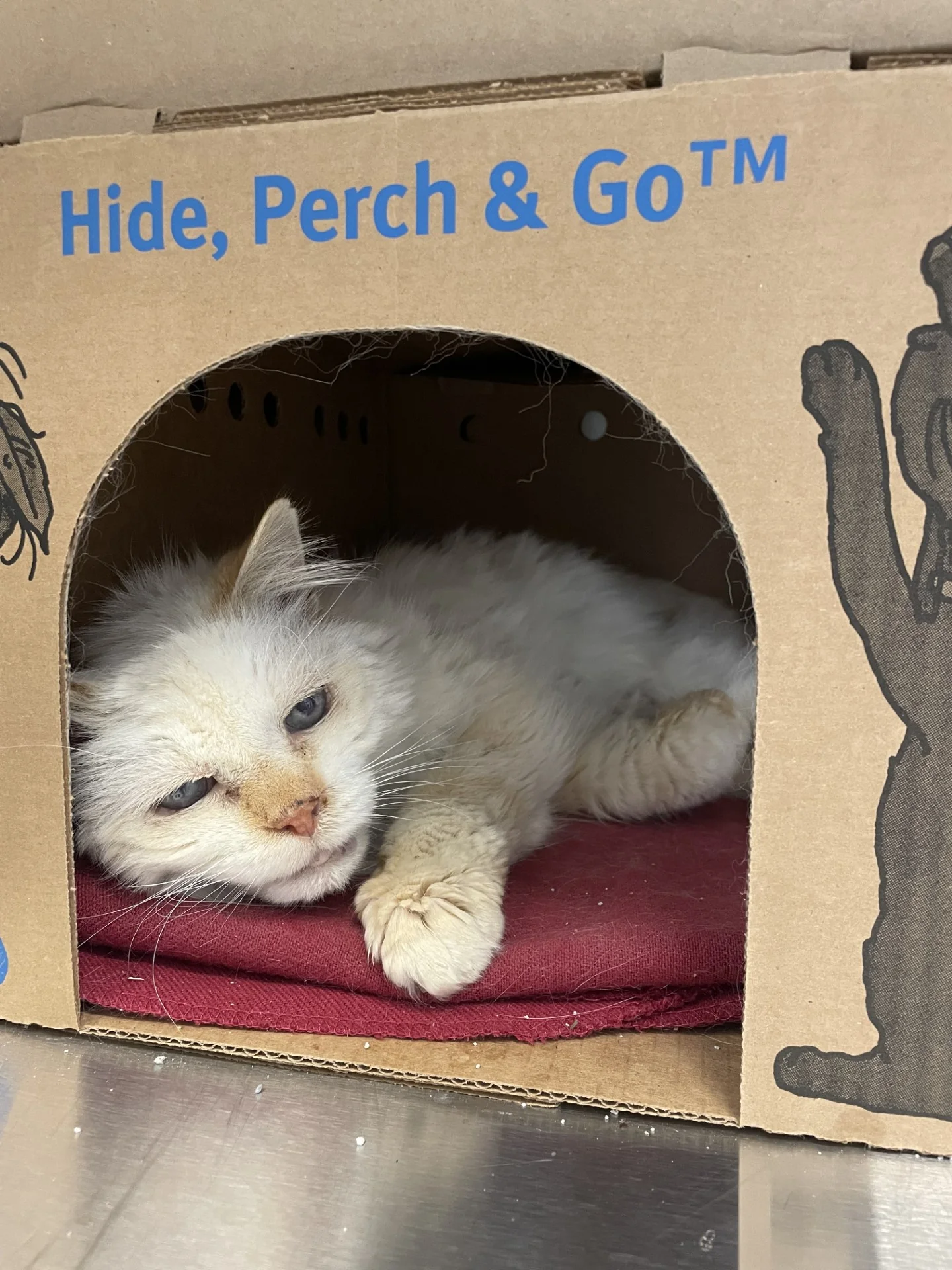 Cat Senior Care - Image 4