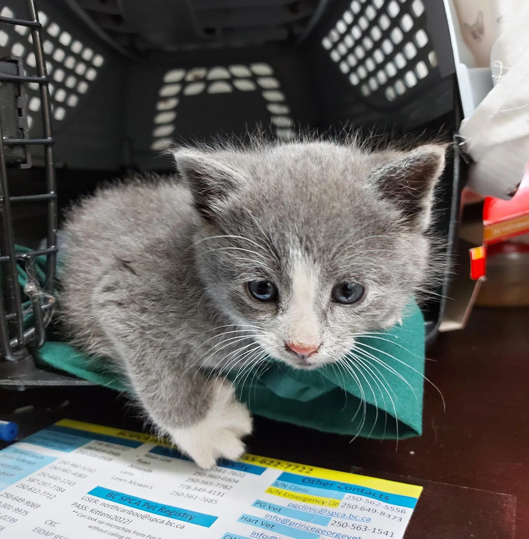 Cat - Shelter & Love for whole stay - Image 3