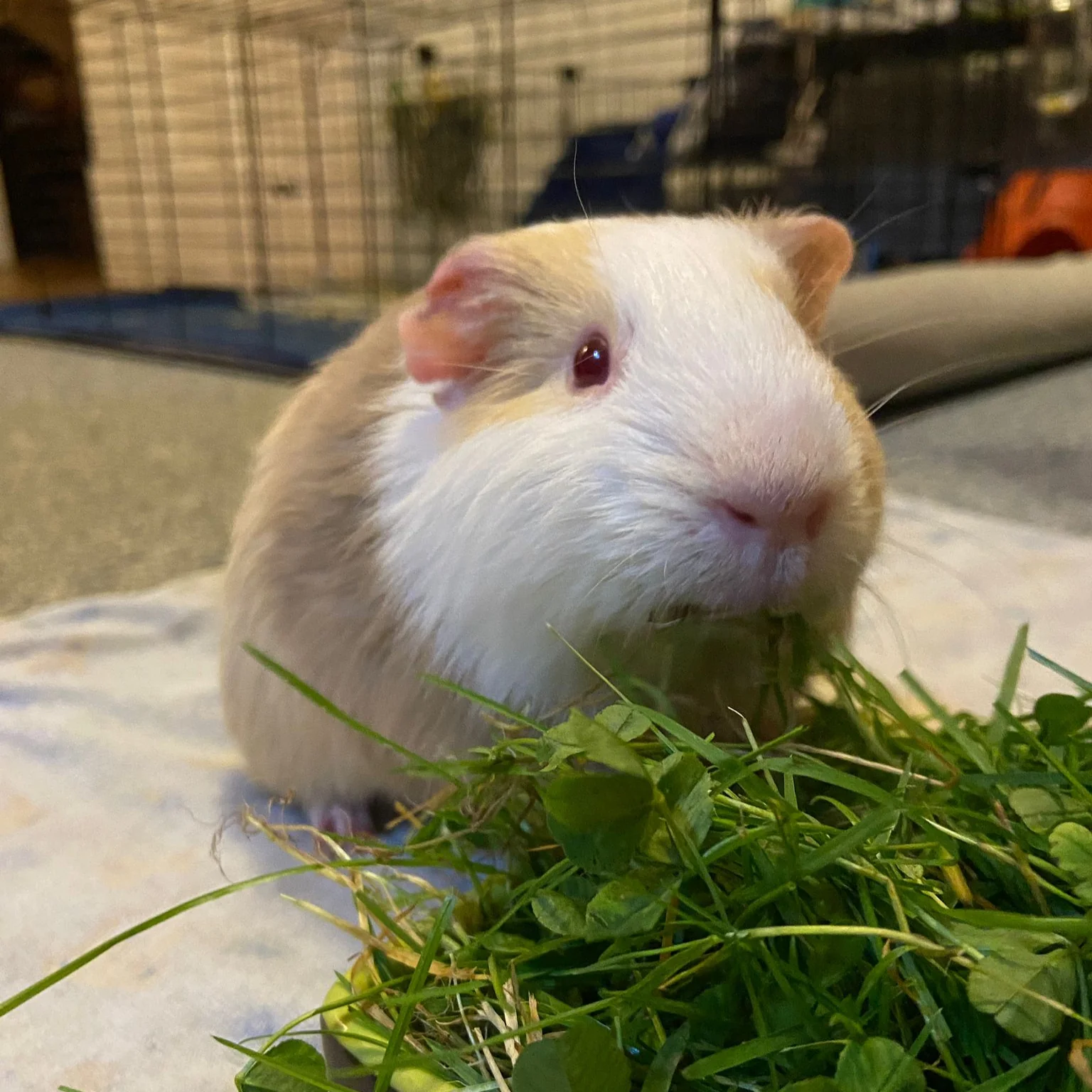 Critter Care - Image 3