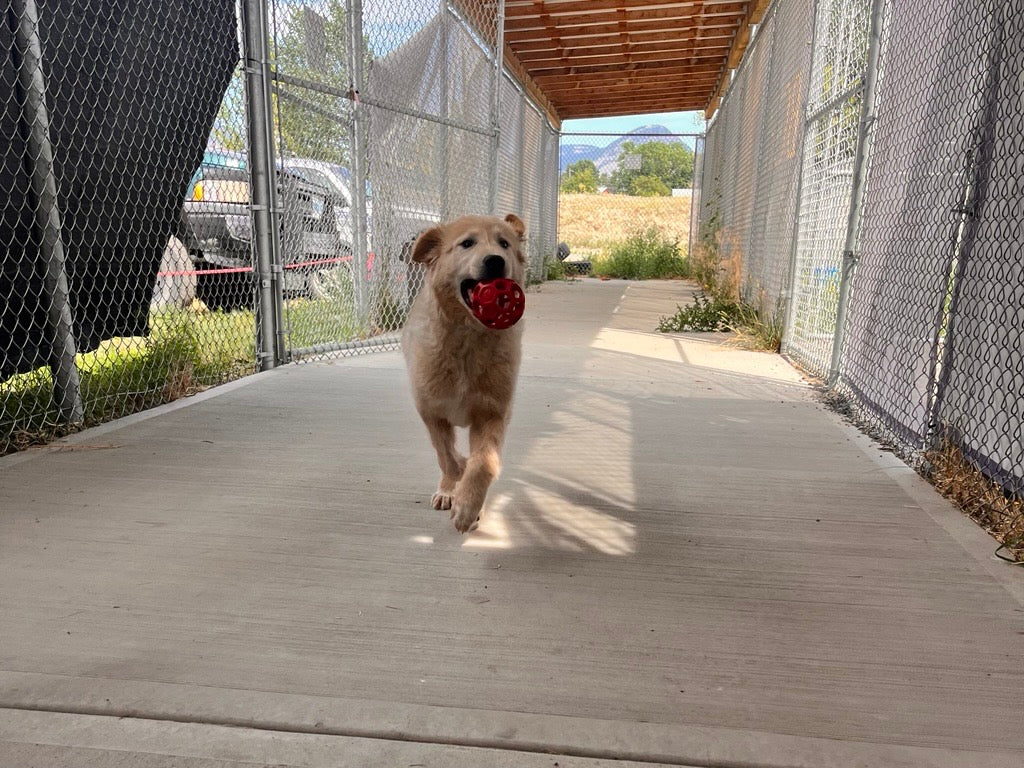 Dog - 1 Day of Shelter & Love - Image 3