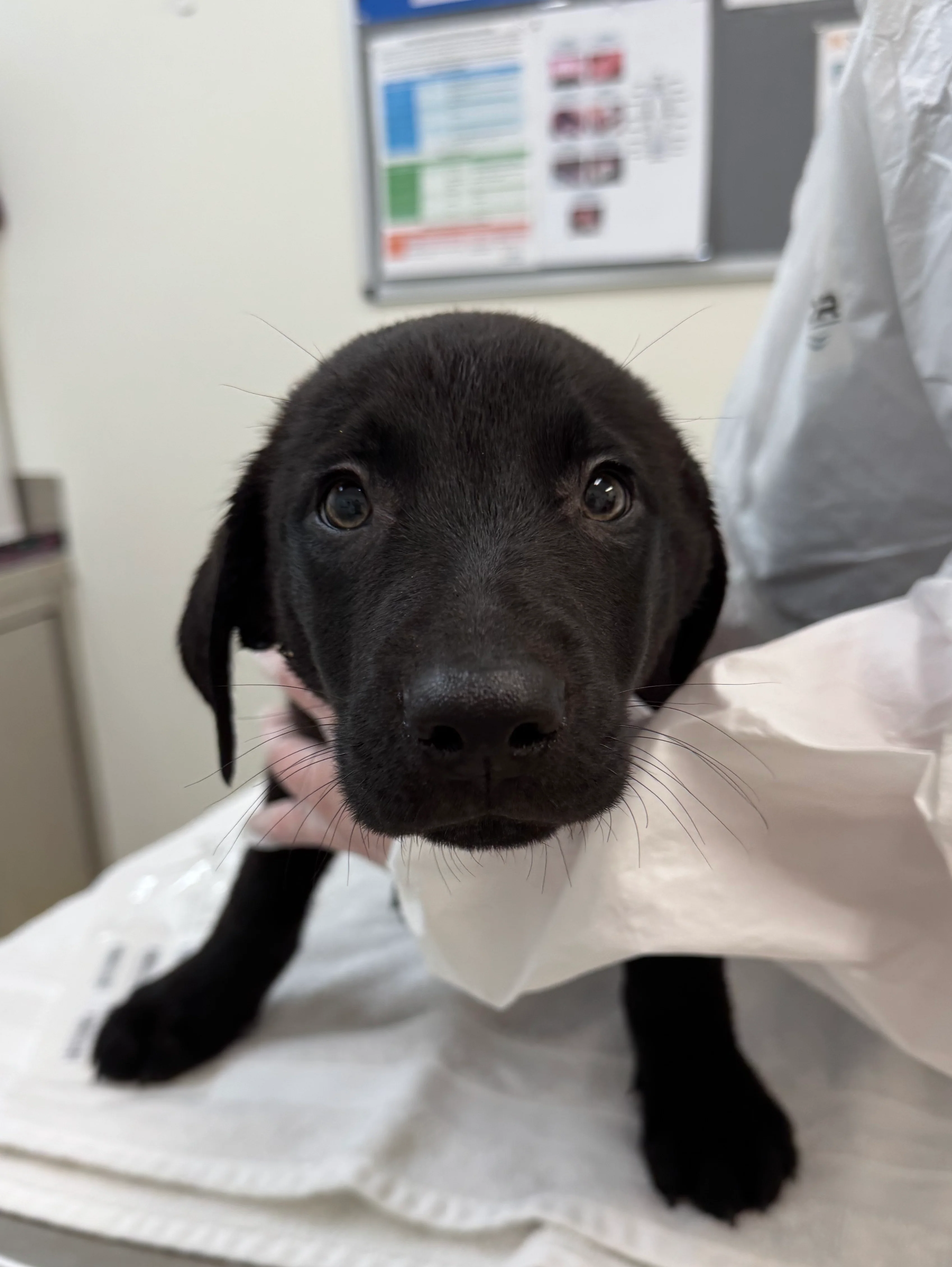 Dog Health Check - Image 3