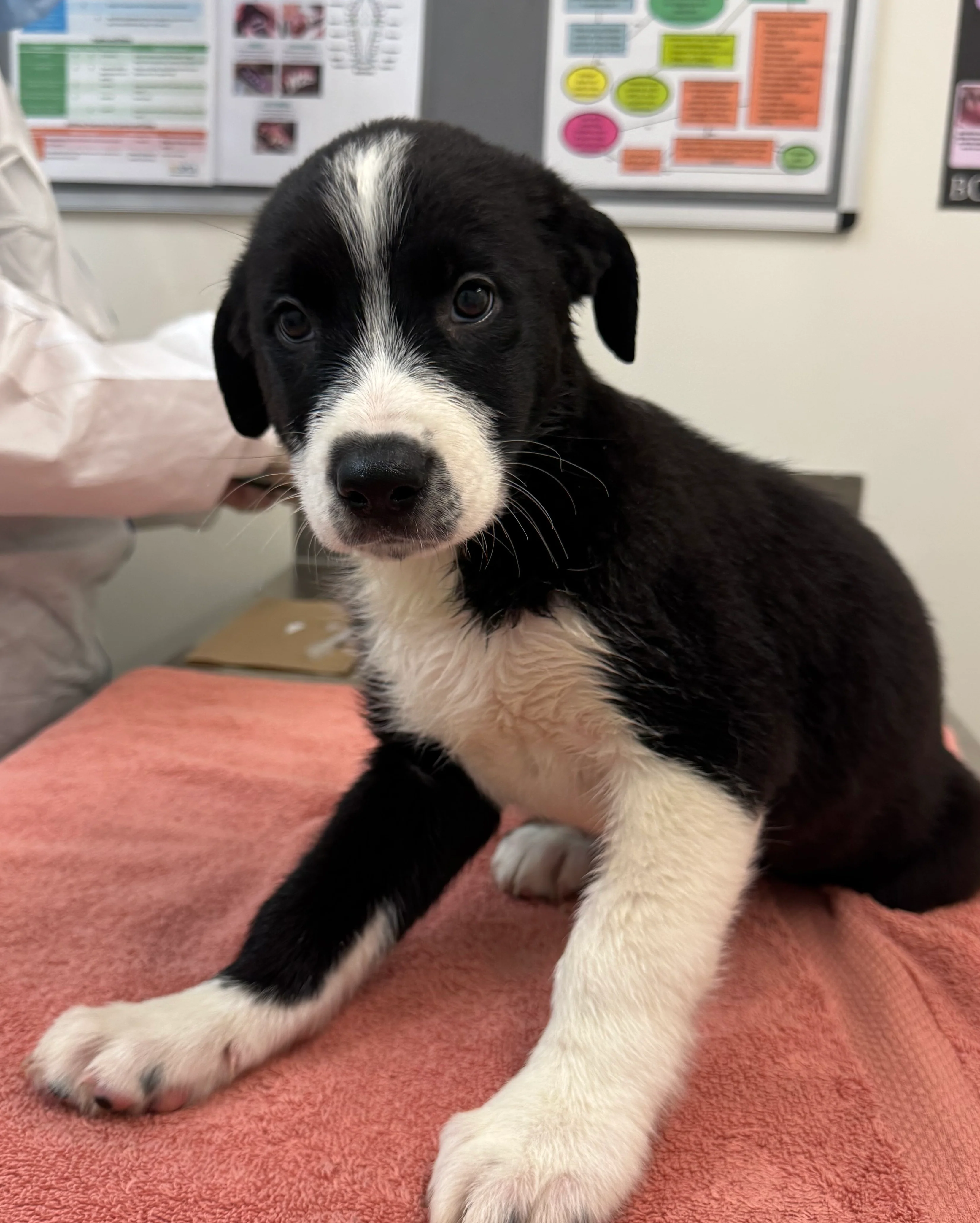 Dog Health Check - Image 4