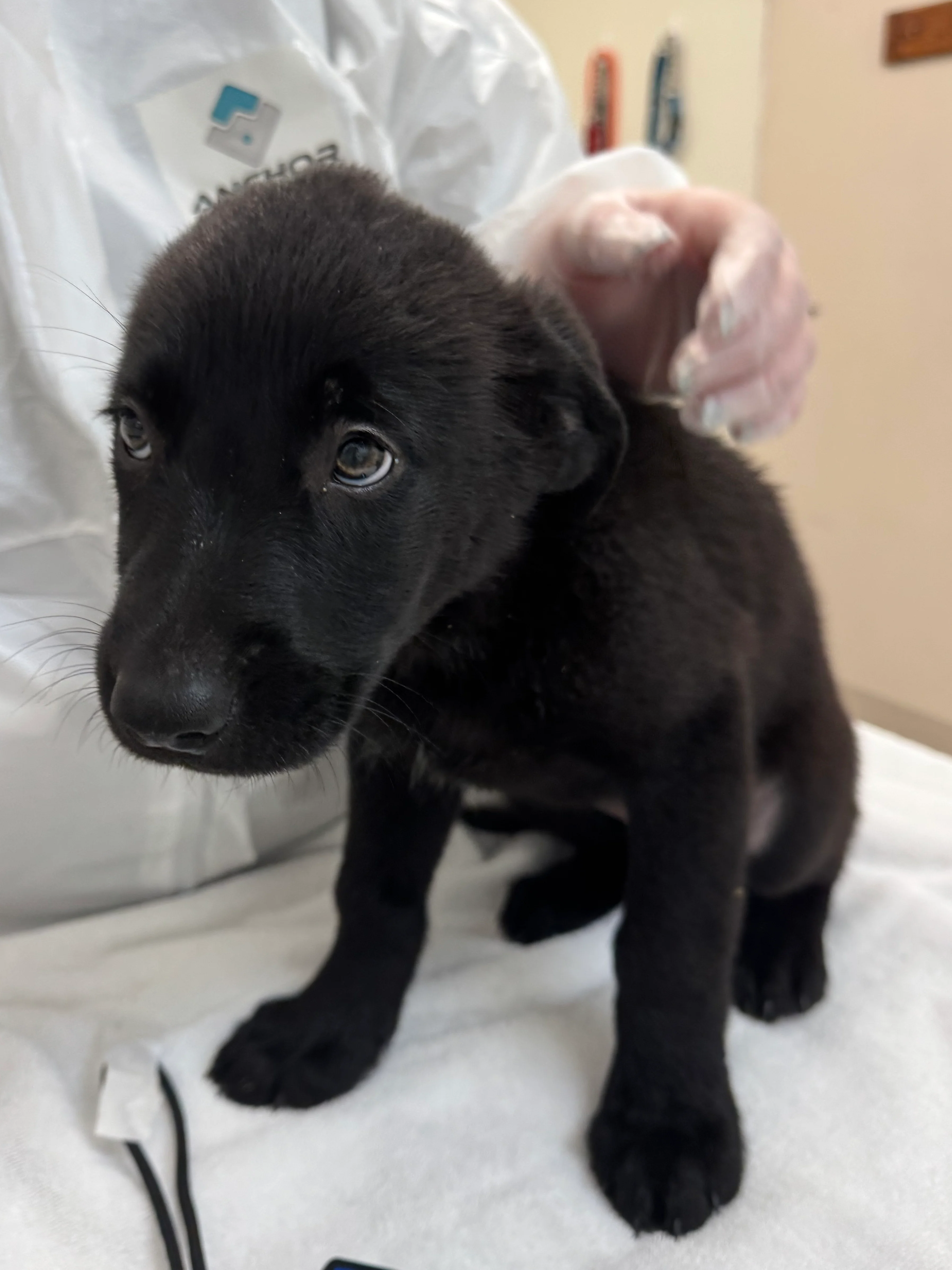 Dog Health Check - Image 5