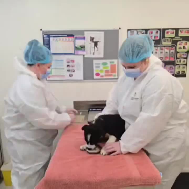 Dog Health Check - Image 6