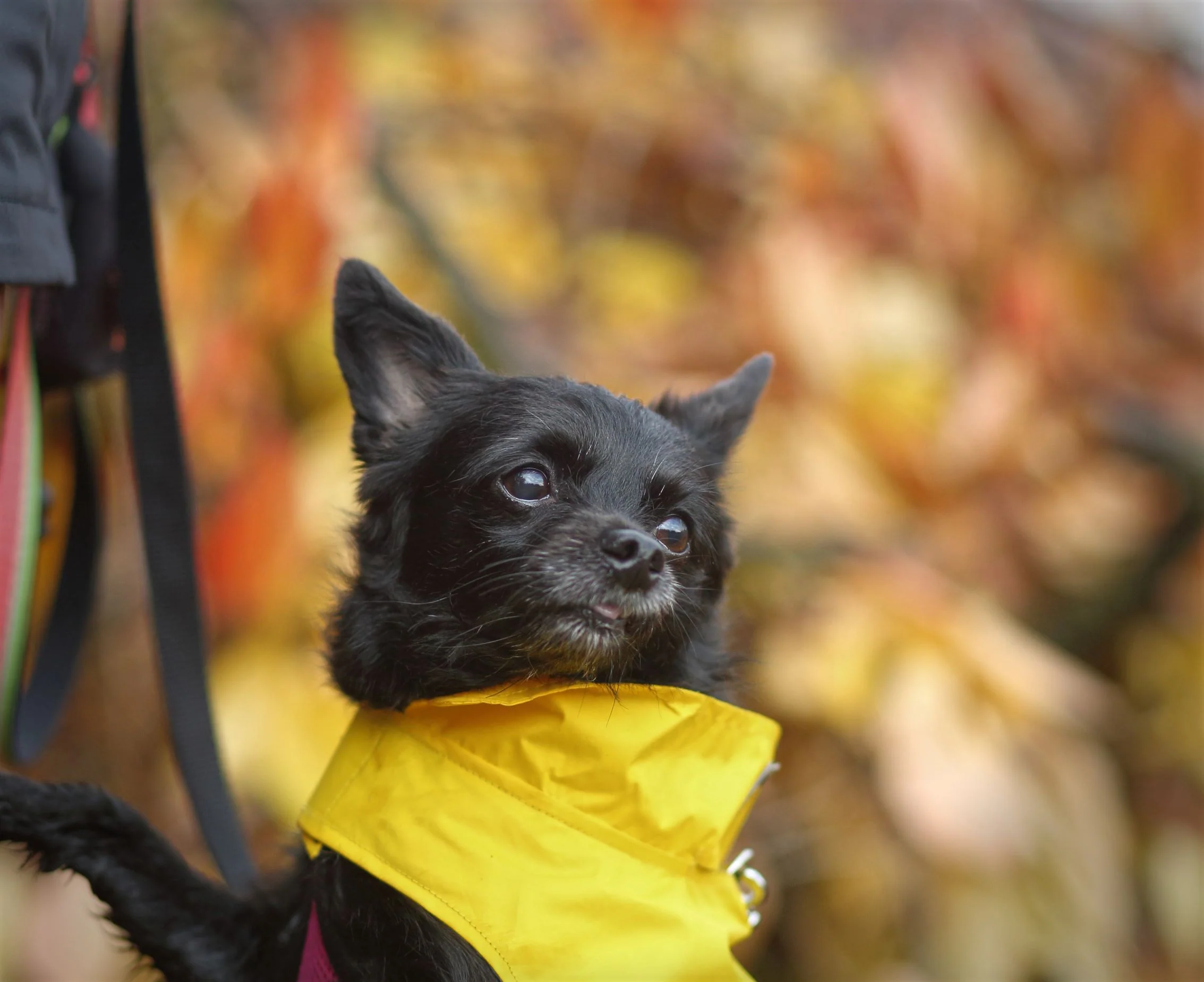 Dog Rain Jacket - Image 12