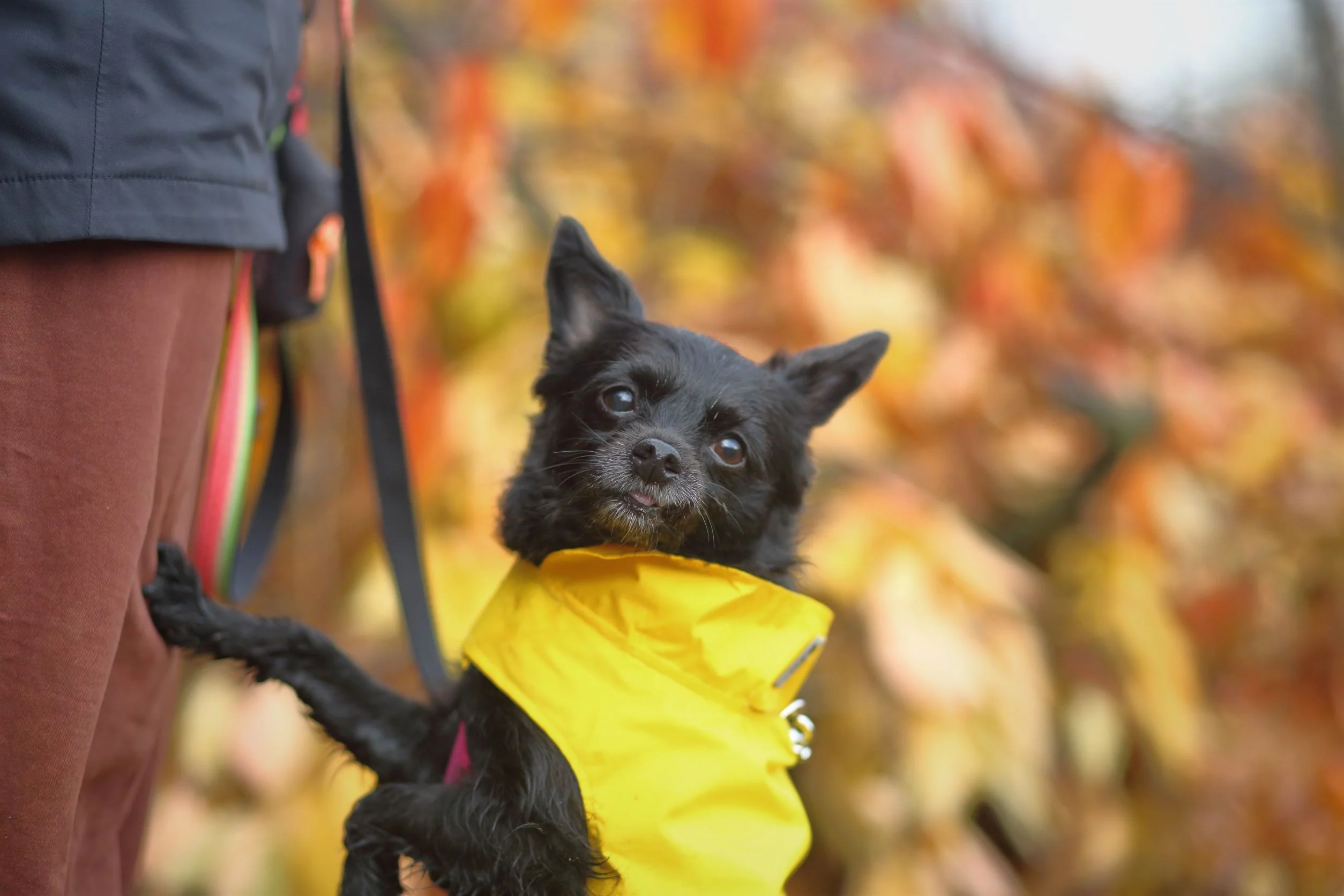 Dog Rain Jacket - Image 7