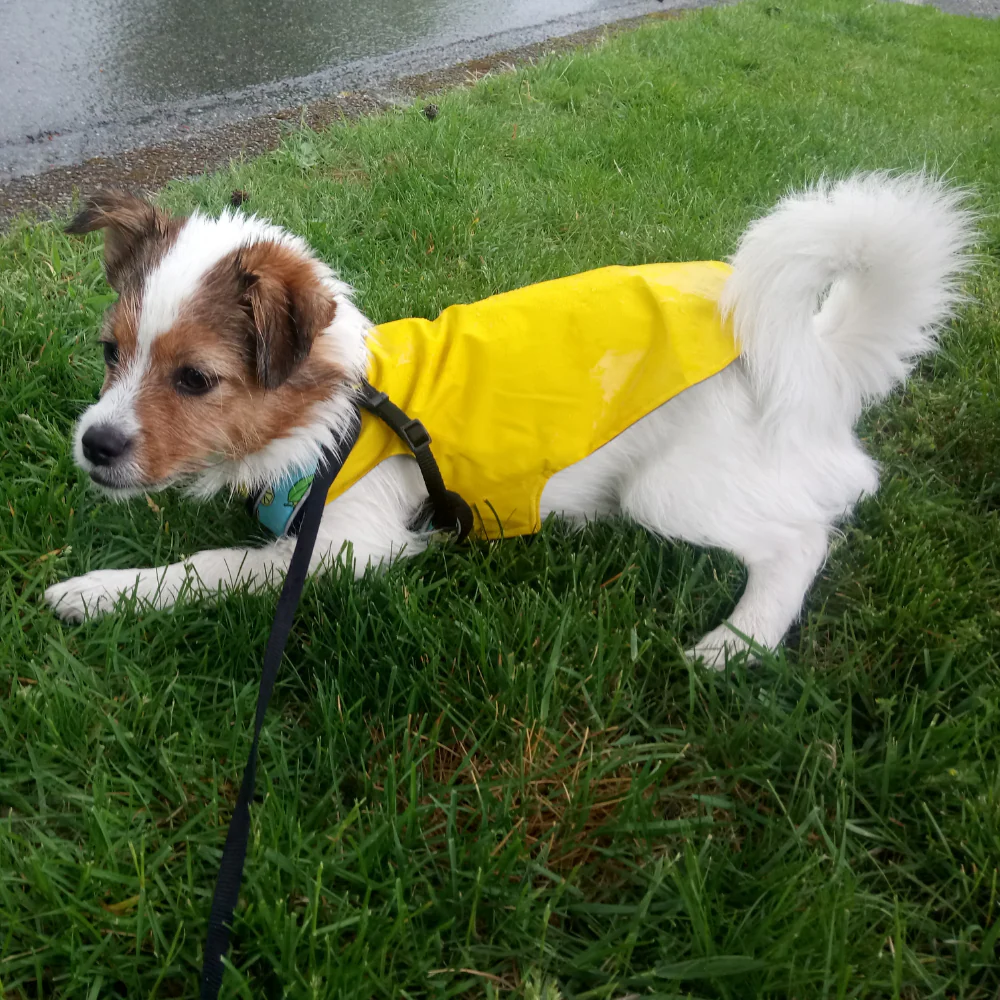 Dog Rain Jacket - Image 9