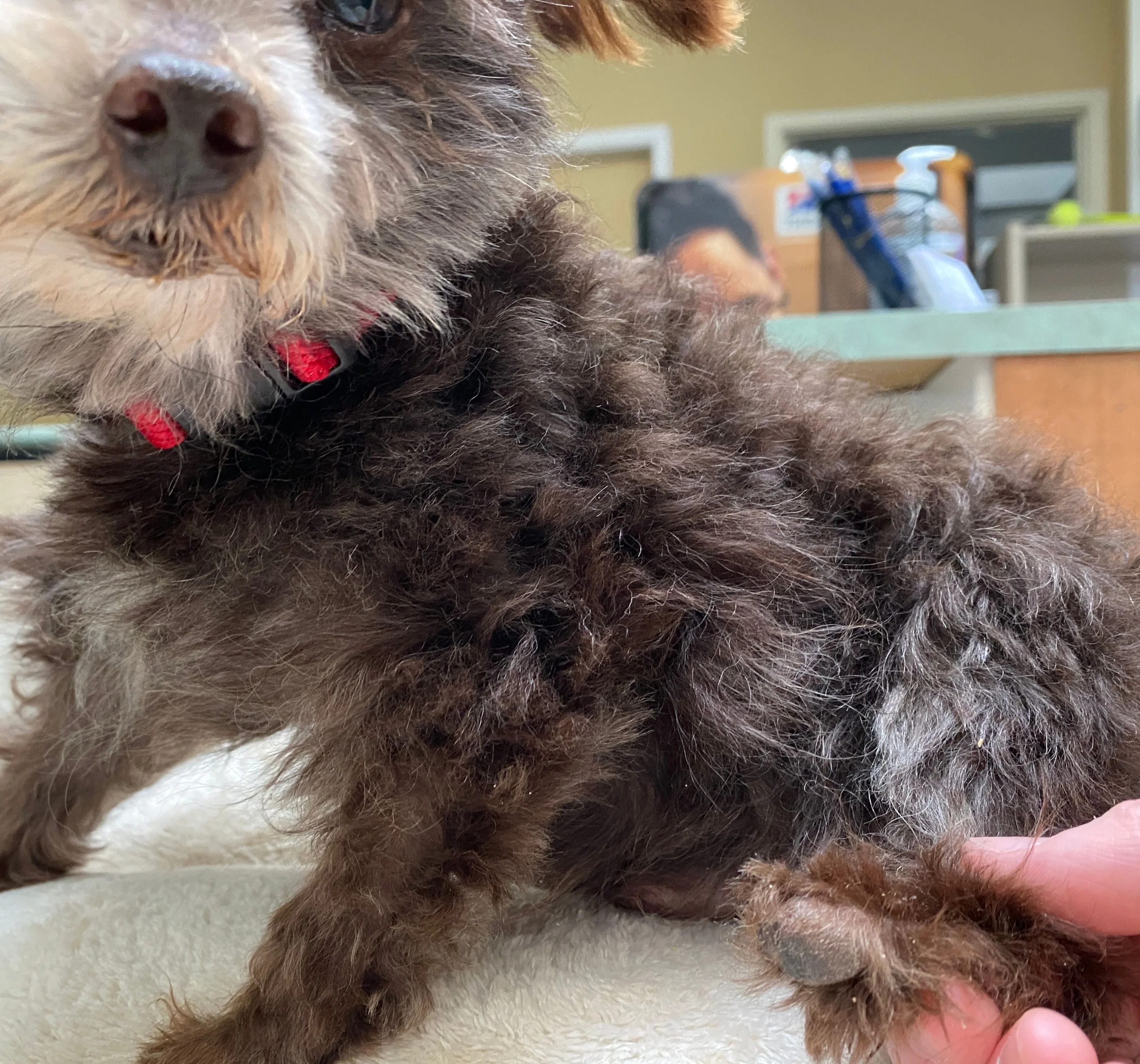 The Gift of Complete Care - Dog - Image 3