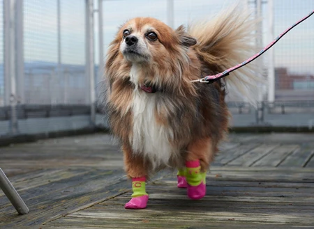 Dog Socks - Image 4