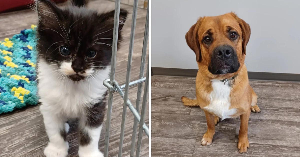 Animal Emergency Response Care - Image 4