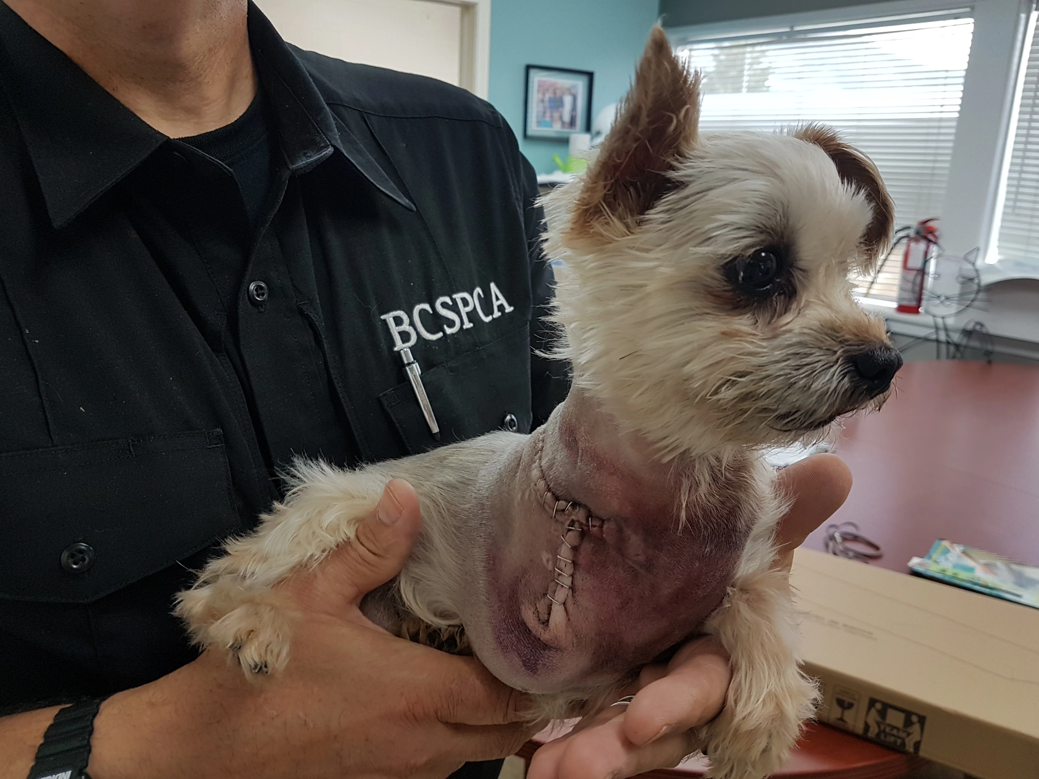 Emergency veterinary care (avg) - Image 3