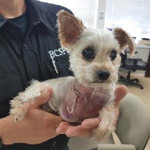 Emergency veterinary care (avg) - Image 4