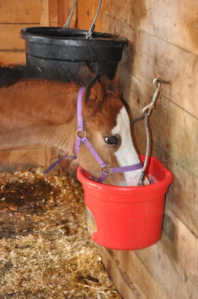 Formula for an orphaned foal - Image 3