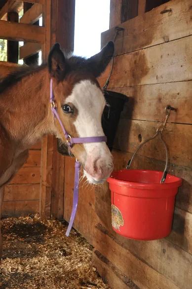 Formula for an orphaned foal - Image 4