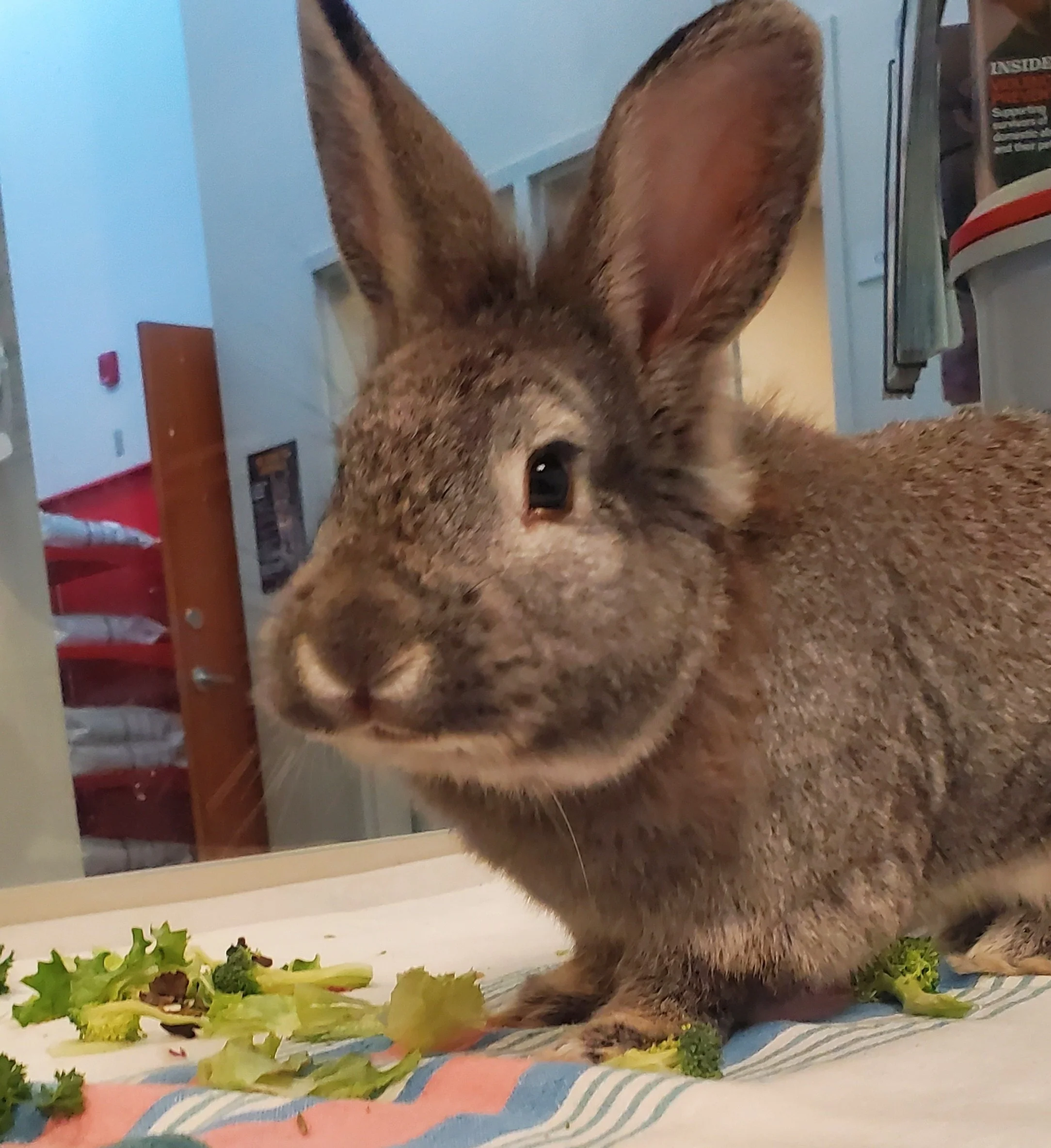 Foster Animal Support - Image 3