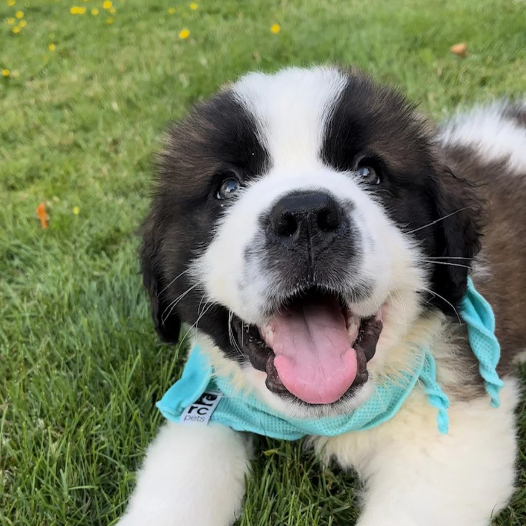 Foster Animal Support - Image 4