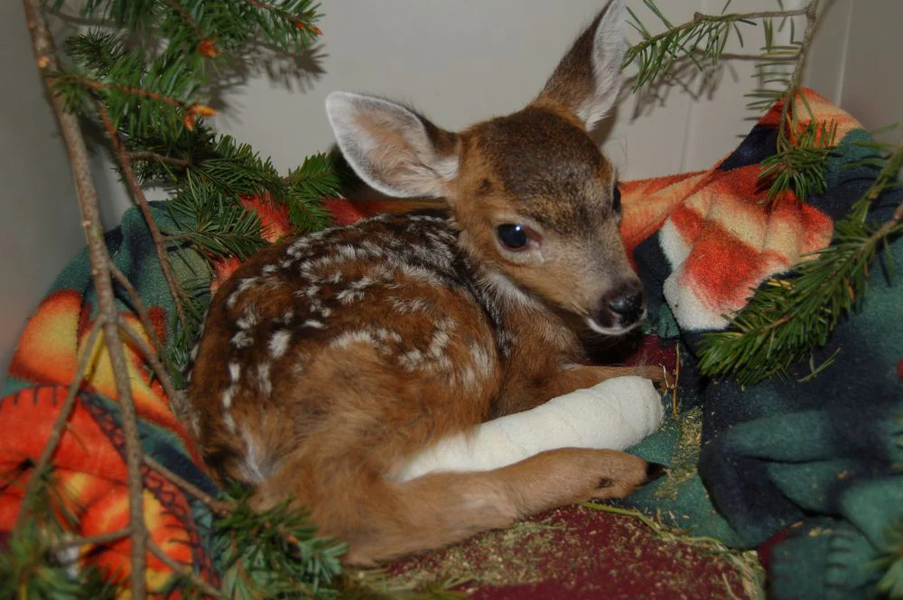 Fracture care for a deer fawn - Image 3