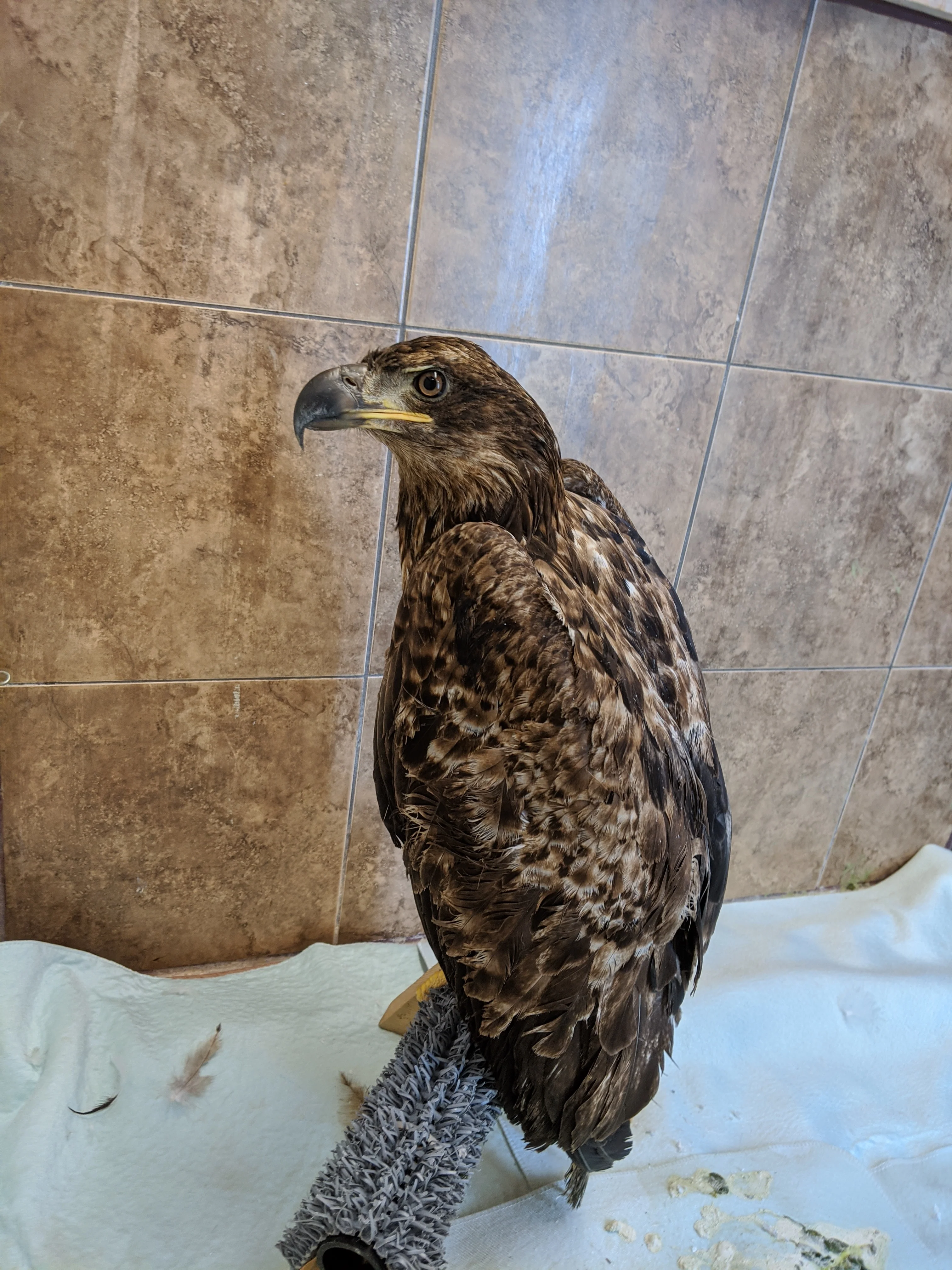One week of care for an eagle - Image 3