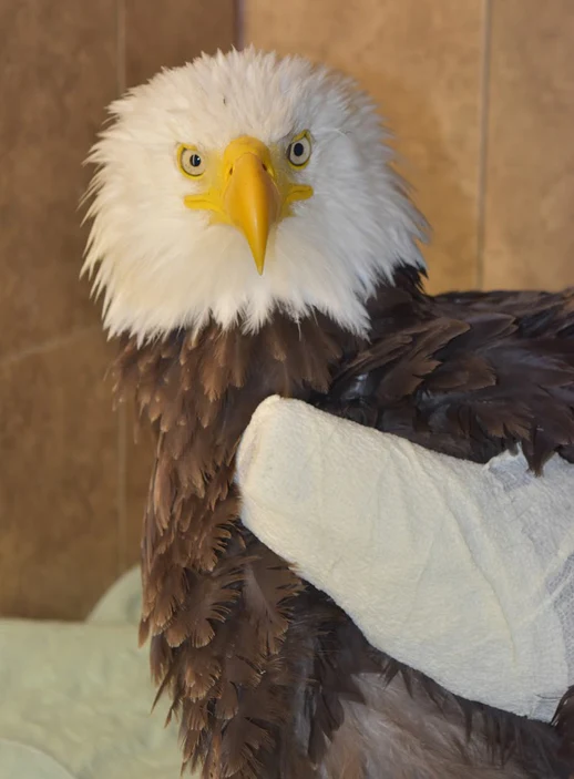 One week of care for an eagle - Image 4