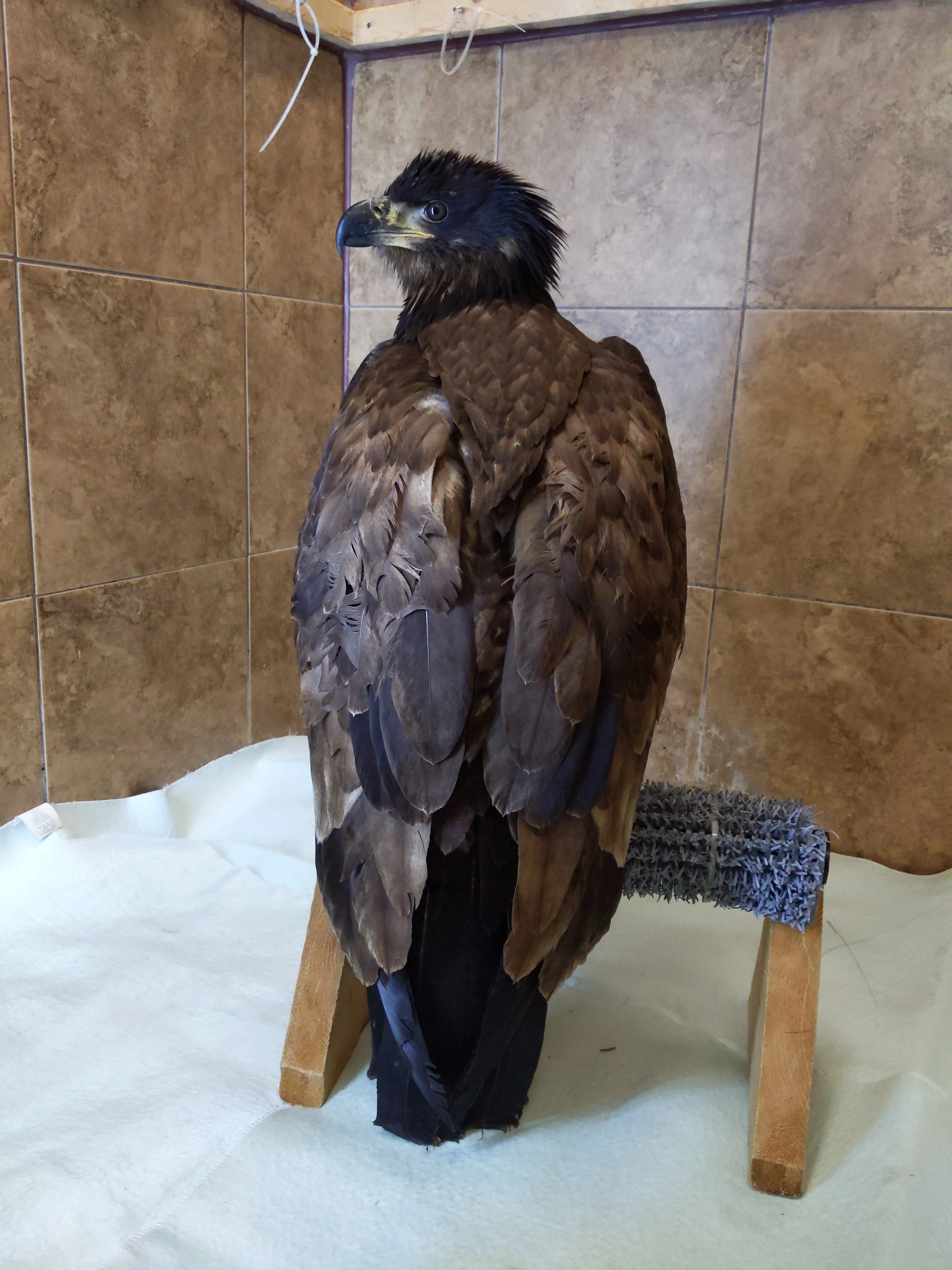 One week of care for an eagle - Image 5