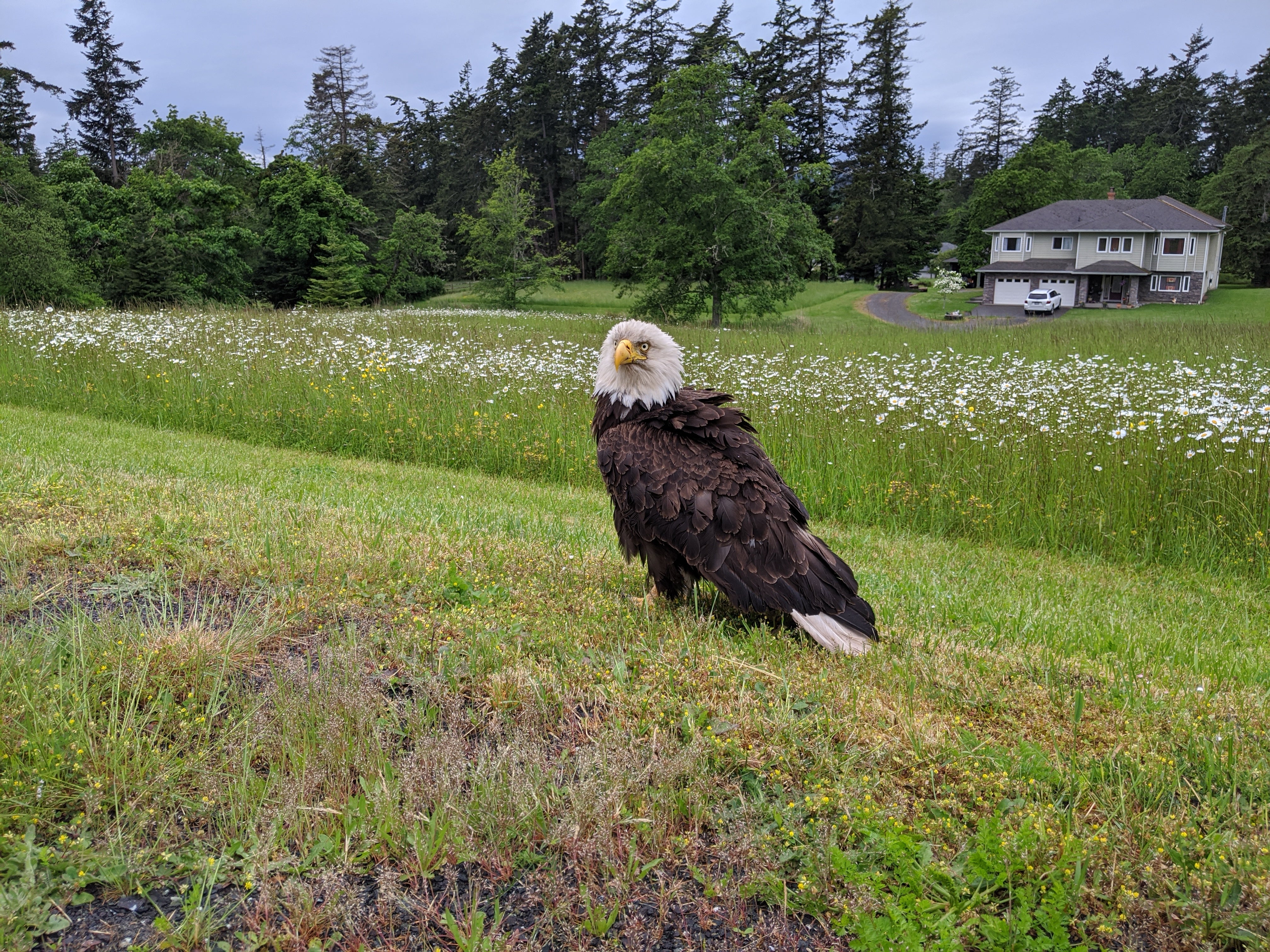 One week of care for an eagle - Image 6