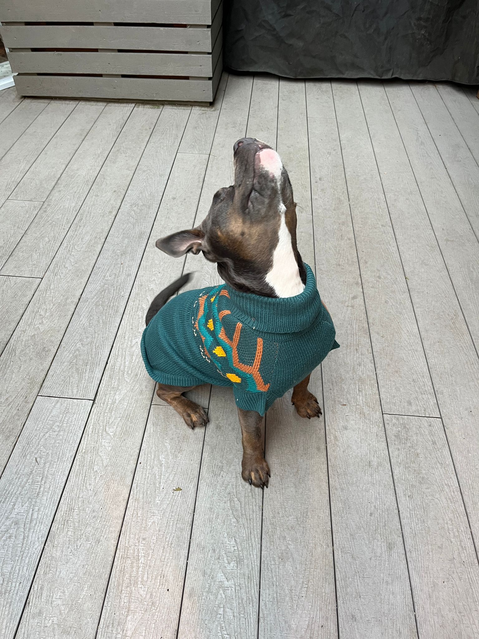 Heritage Dog Sweater - Image 3