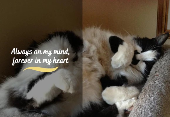 In Memory of the Loved and Lost - Image 5