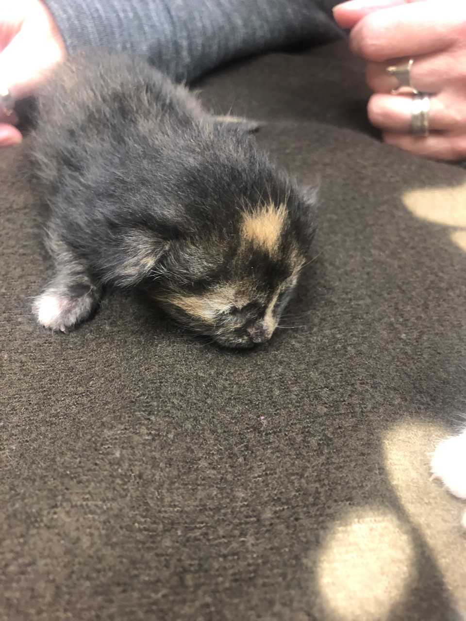 Kitten Care for a week - Image 3