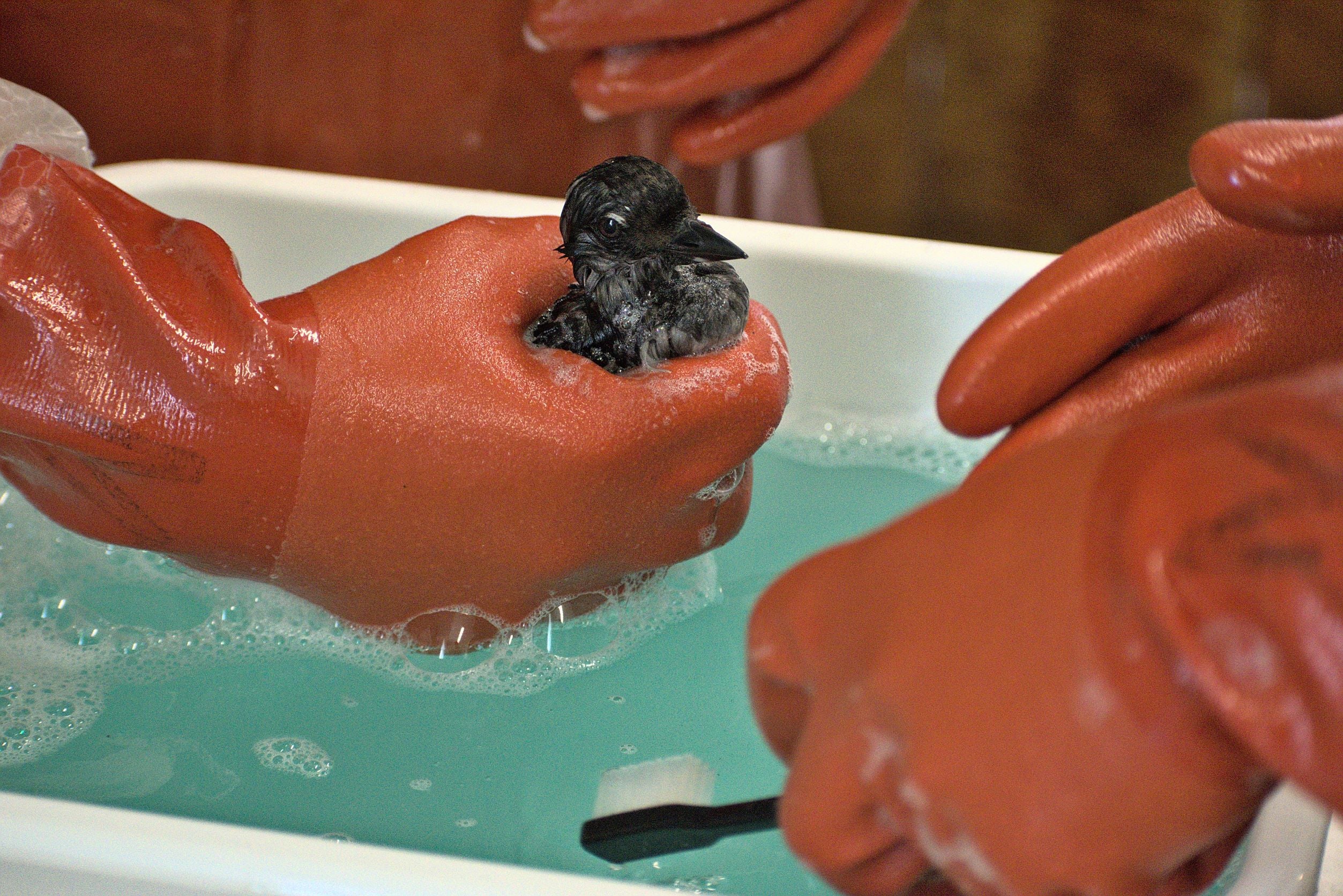 Oil spill bath for a bird - Image 3