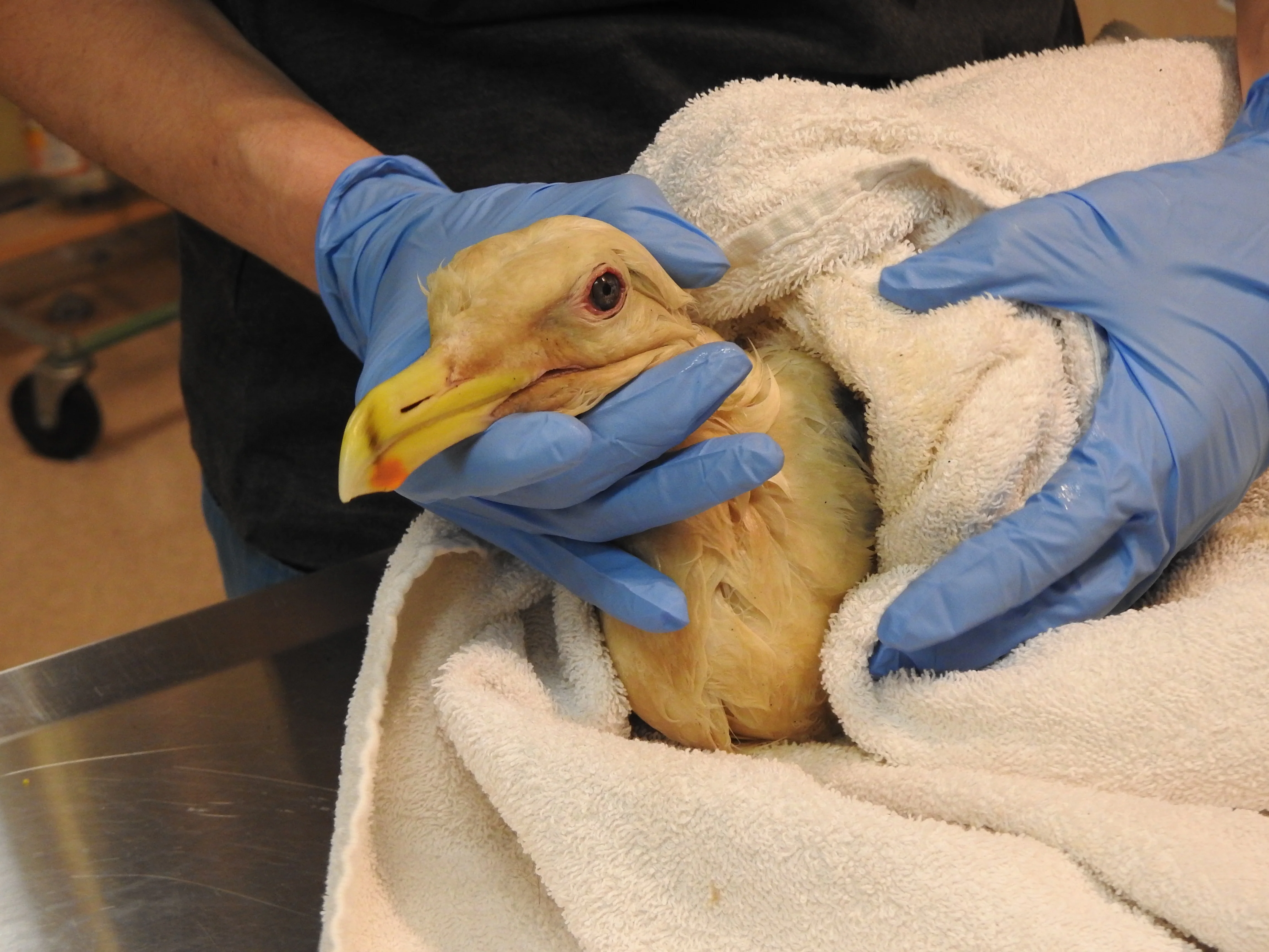 Oil spill bath for a bird - Image 4